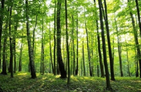 40 ezer ügyfél – 40 ezer fa