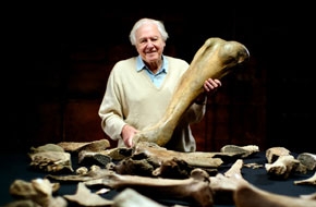 Attenborough és a mamuttemető